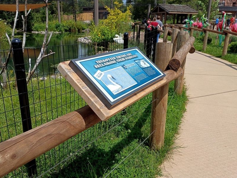 Trumpeter Swans Are Reclaiming Their Habitats Marker. Click for full size. Trumpeter Swans Are Reclaiming Their Habitats Marker image. Click for full size.