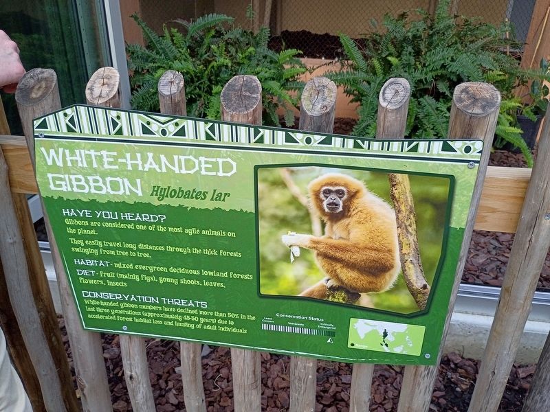 White-Handed Gibbon Marker. Click for full size. White-Handed Gibbon Marker image. Click for full size.