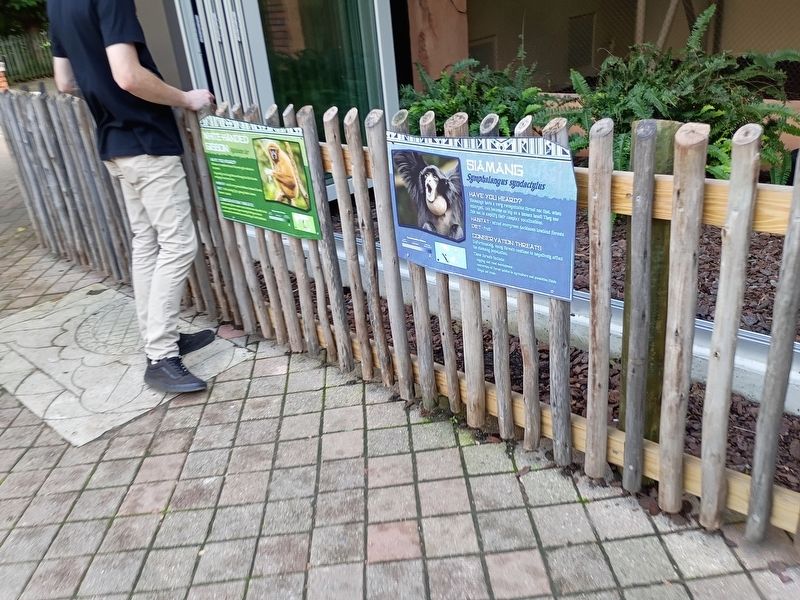 White-Handed Gibbon Marker. Click for full size. White-Handed Gibbon Marker image. Click for full size.