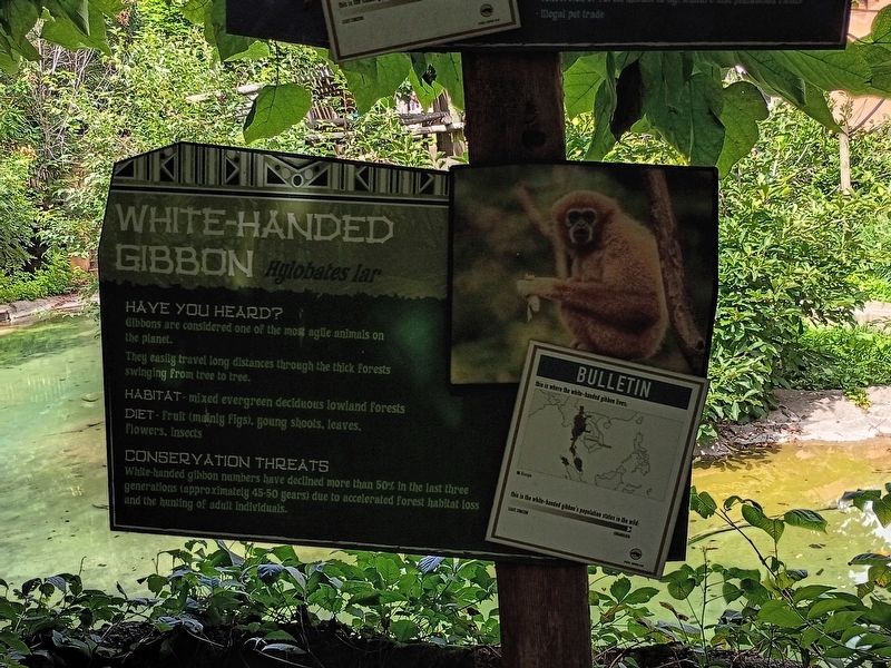 White-Handed Gibbon Marker. Click for full size. White-Handed Gibbon Marker image. Click for full size.