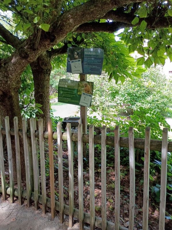 White-Handed Gibbon Marker. Click for full size. White-Handed Gibbon Marker image. Click for full size.