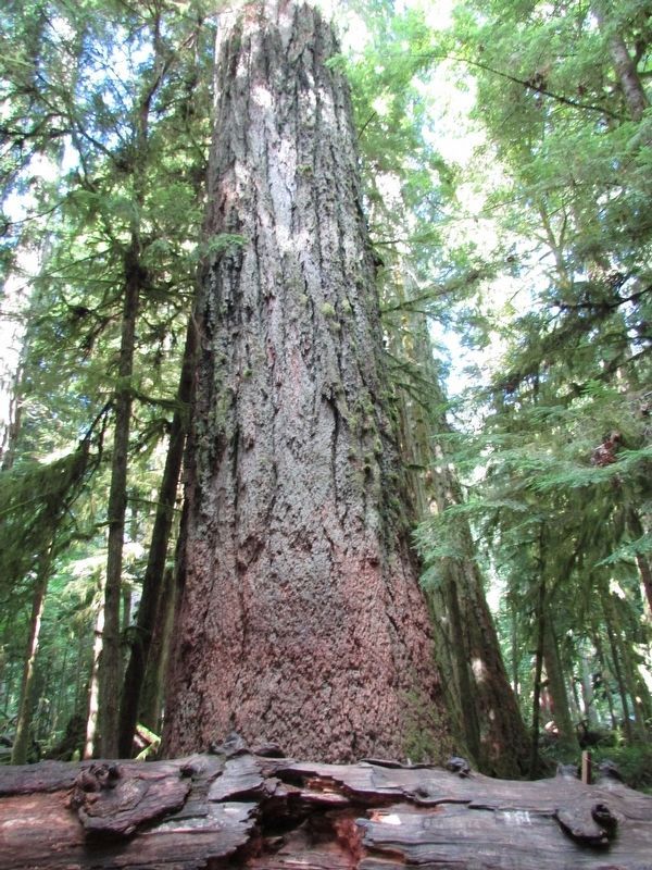 Biggest Tree on Cathedral Trail. Click for full size. Biggest Tree on Cathedral Trail image. Click for full size.