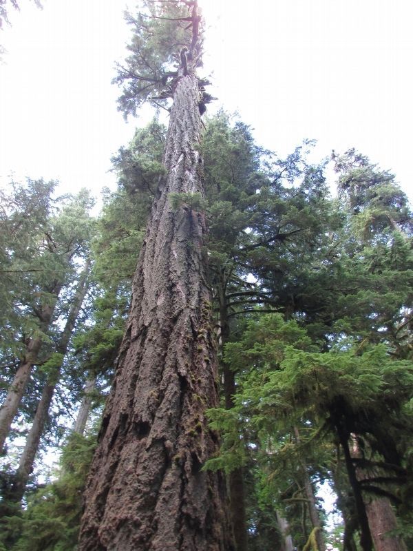Rest of the Biggest Tree in Cathedral Grove. Click for full size. Rest of the Biggest Tree in Cathedral Grove image. Click for full size.