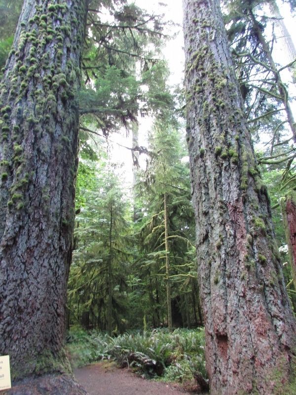 Cathedral Trail. Click for full size. Cathedral Trail image. Click for full size.