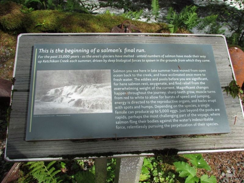 This is the beginning of a salmon’s final run Marker. Click for full size. This is the beginning of a salmon’s final run Marker image. Click for full size.