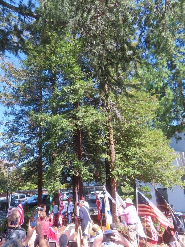 America250 Liberty Tree Grove Marker unveiling. Click for full size. America250 Liberty Tree Grove Marker unveiling image. Click for full size.