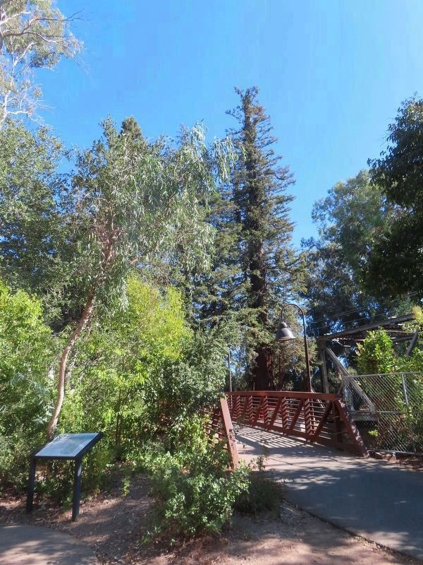El Palo Alto redwood tree at center. Click for full size. El Palo Alto redwood tree at center image. Click for full size.