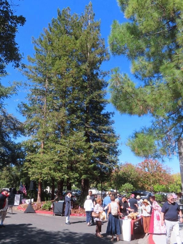 Reception after 2026 Liberty Tree Grove plaque dedication. Click for full size. Reception after 2026 Liberty Tree Grove plaque dedication image. Click for full size.