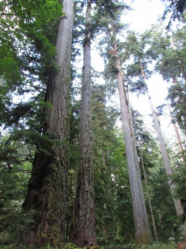 Cathedral Grove. Click for full size. Cathedral Grove image. Click for full size.