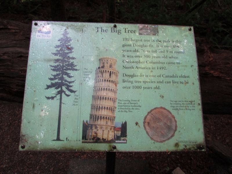The Big Tree Marker. Click for full size. The Big Tree Marker image. Click for full size.