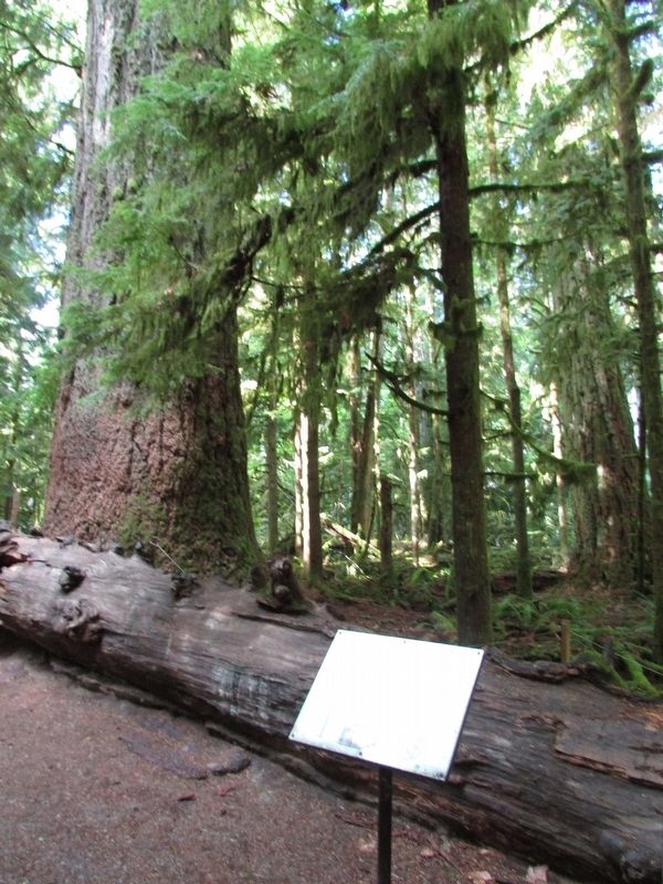 The Big Tree Marker. Click for full size. The Big Tree Marker image. Click for full size.