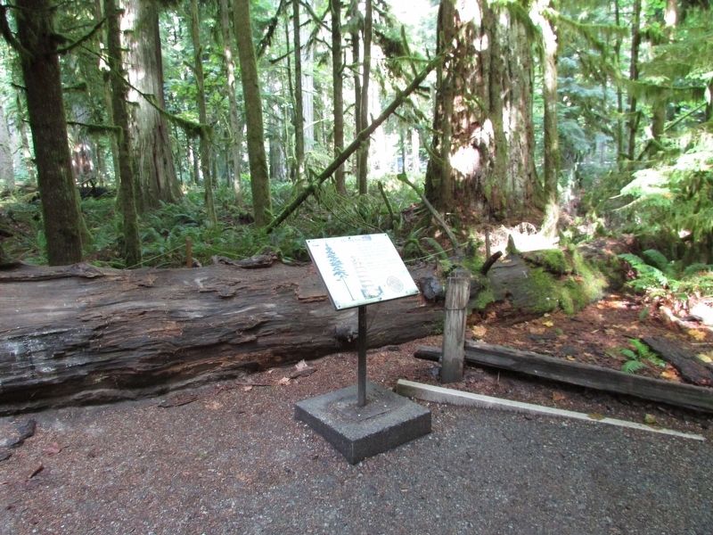 The Big Tree Marker. Click for full size. The Big Tree Marker image. Click for full size.