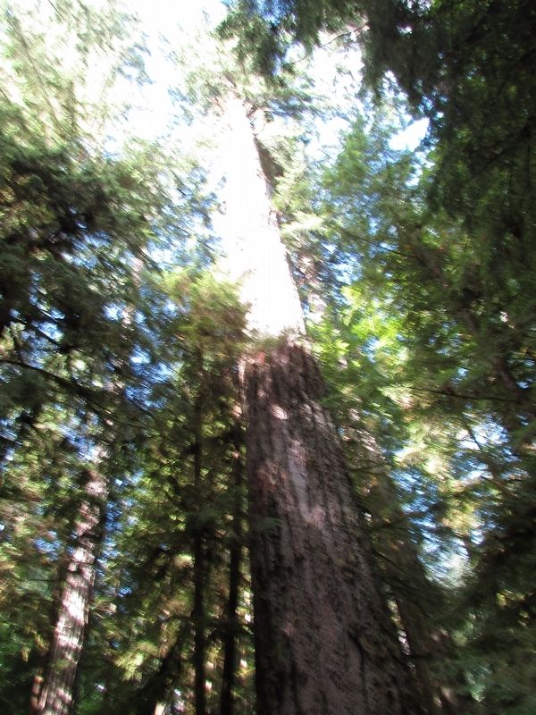 The Big Tree in Cathedral Grove. Click for full size. The Big Tree in Cathedral Grove image. Click for full size.