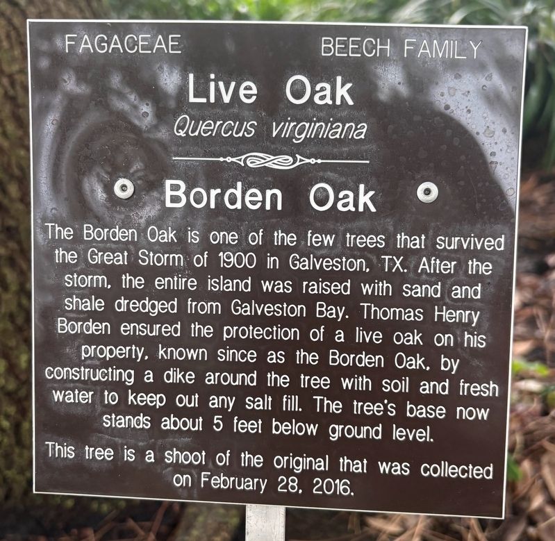 Borden Oak Marker. Click for full size. Borden Oak Marker image. Click for full size.