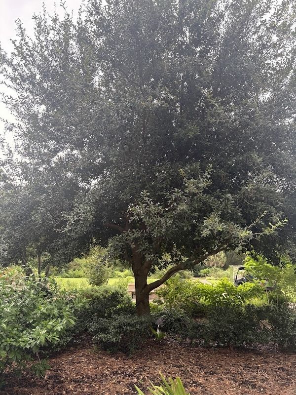 Borden Oak at Mercer Botanic Gardens. Click for full size. Borden Oak at Mercer Botanic Gardens image. Click for full size.