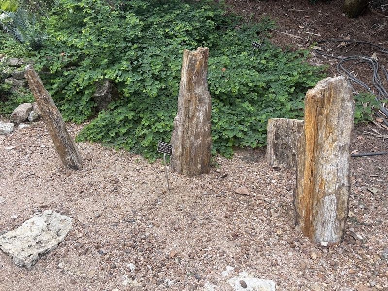 Petrified Wood. Click for full size. Petrified Wood image. Click for full size.