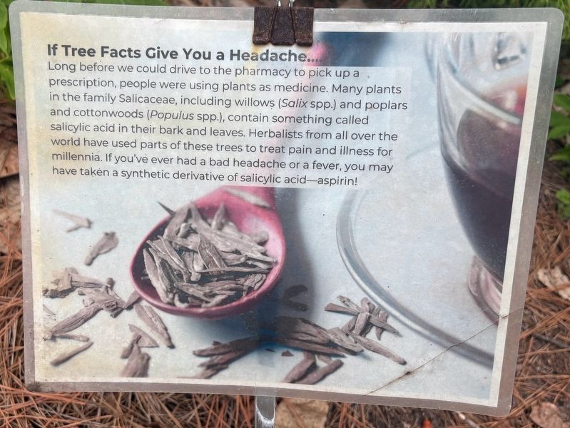 If Tree Facts Give You a Headache.... Marker. Click for full size. If Tree Facts Give You a Headache.... Marker image. Click for full size.