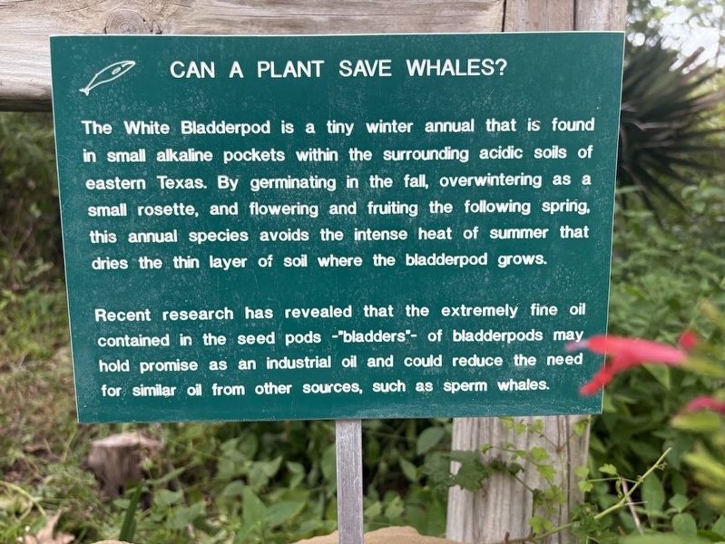 Can a plant save whales?. Click for full size. Can a plant save whales? image. Click for full size.