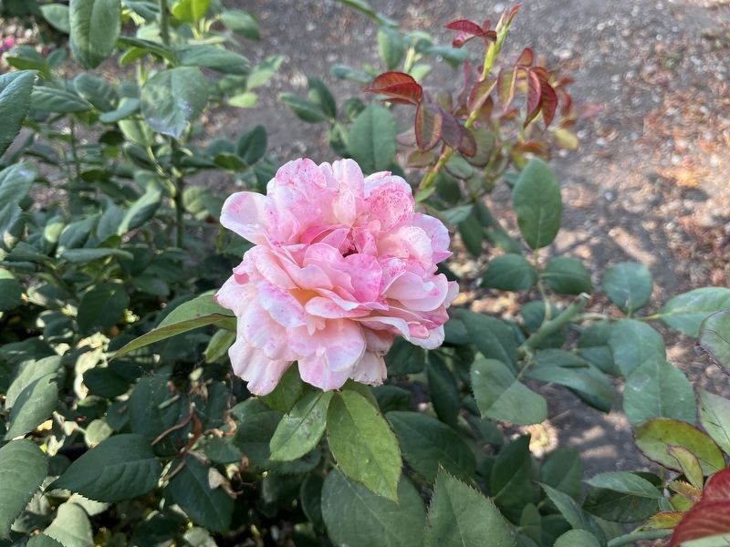Mission Rose Garden Rose. Click for full size. Mission Rose Garden Rose image. Click for full size.
