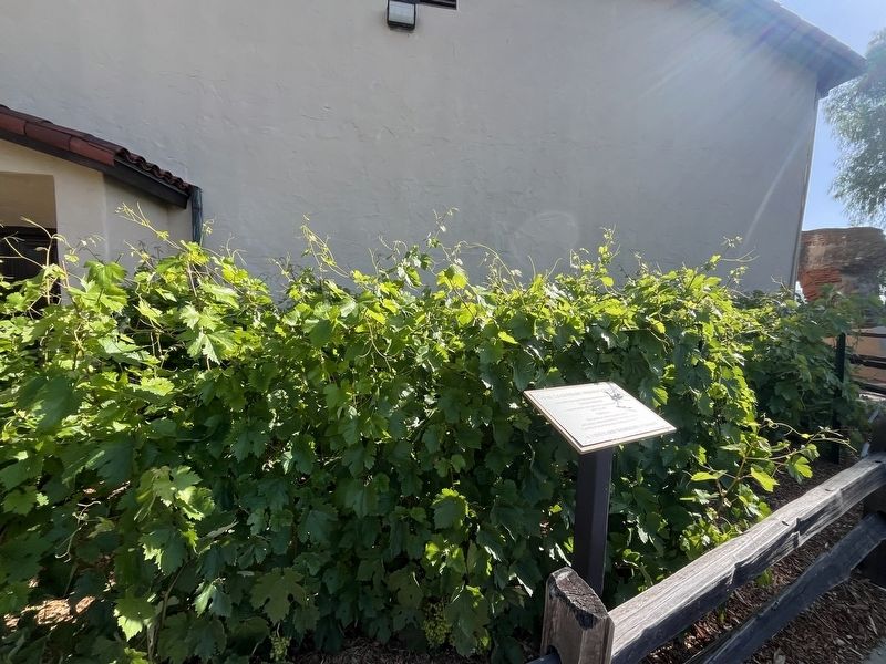 The Legendary Mission Grape Marker. Click for full size. The Legendary Mission Grape Marker image. Click for full size.