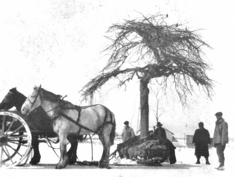 Marker detail: DeBoer and parks staff moving a drooping elm.. Click for full size. Marker detail: DeBoer and parks staff moving a drooping elm. image. Click for full size.