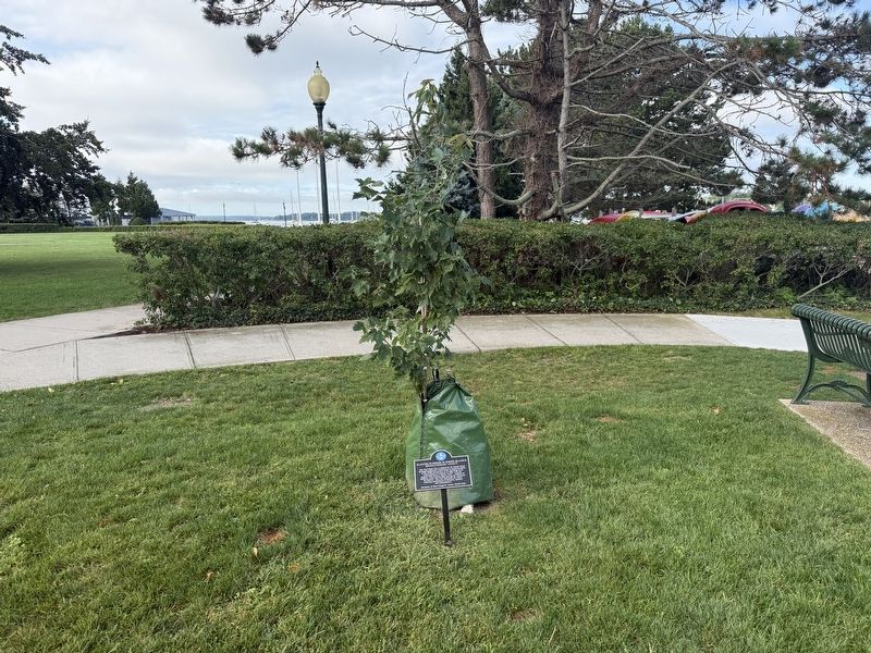 Planted in Honor of Rhode Island's Revolutionary Legacy Marker. Click for full size. Planted in Honor of Rhode Island's Revolutionary Legacy Marker image. Click for full size.