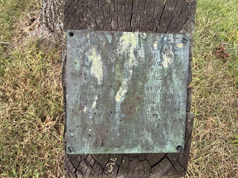American Liberty Elm Marker. Click for full size. American Liberty Elm Marker image. Click for full size.