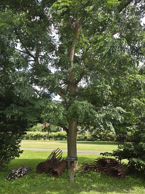 Revolutionary War | Kentucky Coffeetree Marker. Click for full size. Revolutionary War | Kentucky Coffeetree Marker image. Click for full size.