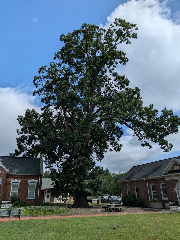 1814 White Oak Tree. Click for full size. 1814 White Oak Tree image. Click for full size.