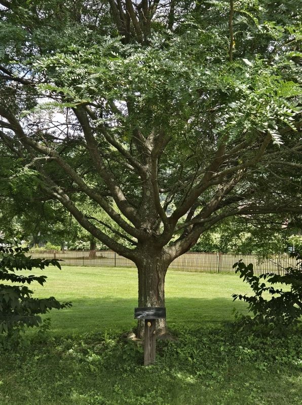 Civil War | Honey Locust Marker. Click for full size. Civil War | Honey Locust Marker image. Click for full size.