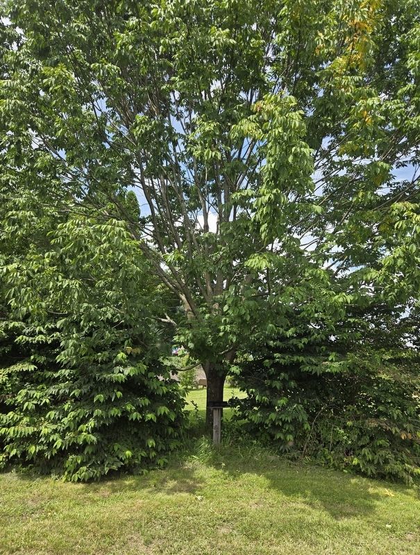 World War II | Green Ash Marker. Click for full size. World War II | Green Ash Marker image. Click for full size.