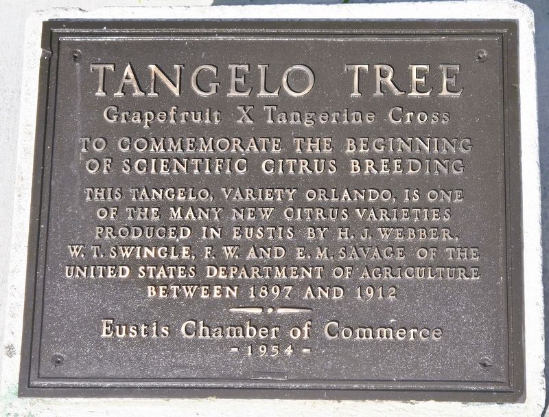 Tangelo Tree Marker image. Click for full size.