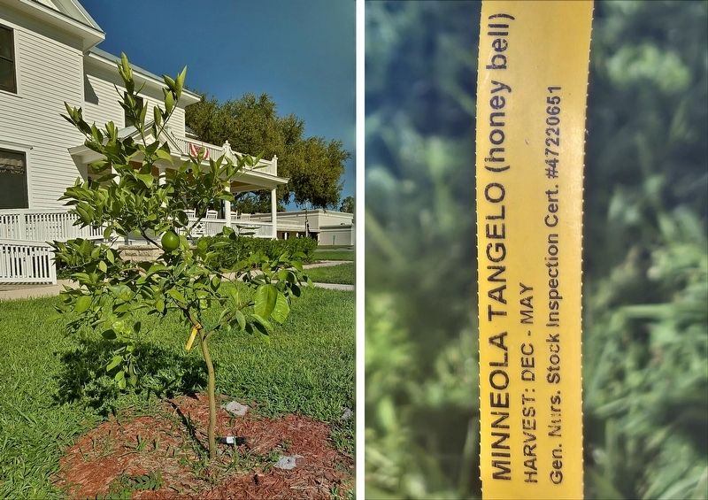 Minneola Tangelo (honey bell) Tree image. Click for full size.