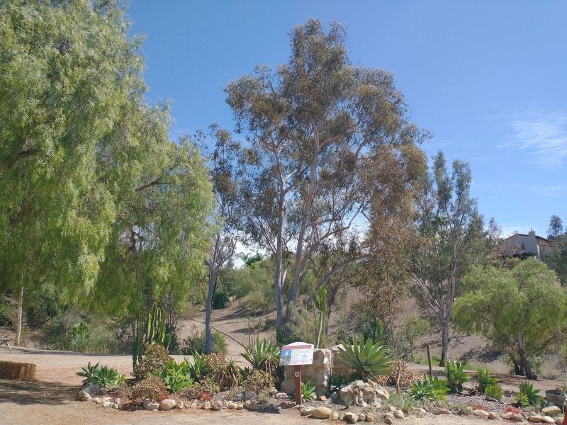 Ranch of the Spanish Daggers Marker. Click for full size. Ranch of the Spanish Daggers Marker image. Click for full size.