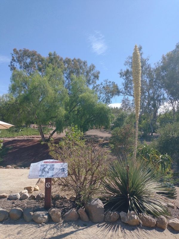 Living Californio Marker image. Click for full size.