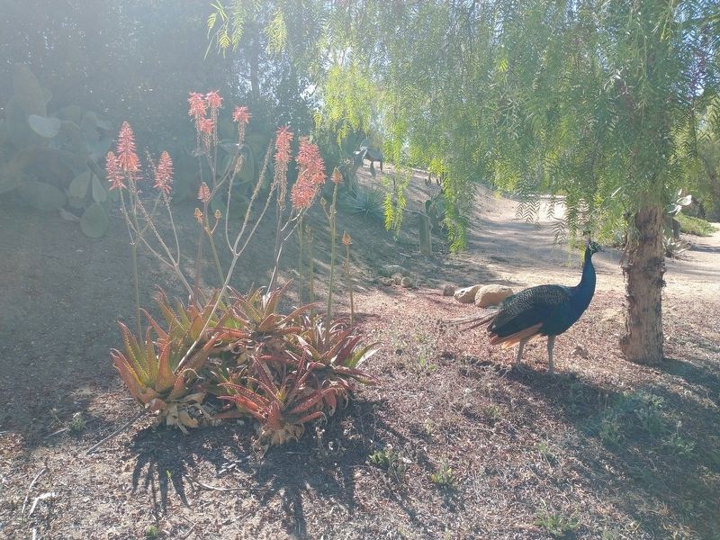 Ranch of the Spanish Daggers Peacock. Click for full size. Ranch of the Spanish Daggers Peacock image. Click for full size.