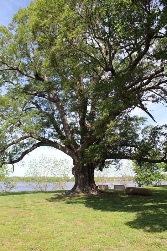 Willow Oak & James River. Click for full size. Willow Oak & James River image. Click for full size.
