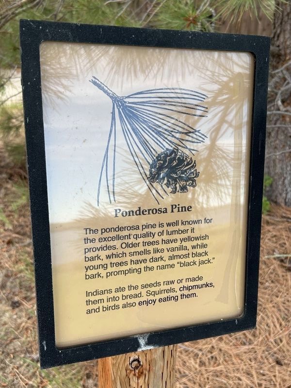 Ponderosa Pine Marker. Click for full size. Ponderosa Pine Marker image. Click for full size.