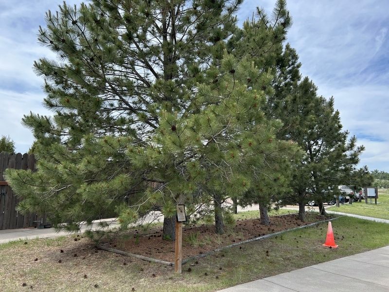 Ponderosa Pines & Marker. Click for full size. Ponderosa Pines & Marker image. Click for full size.
