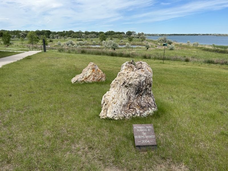Petrified Trees, Nearby. Click for full size. Petrified Trees, Nearby image. Click for full size.