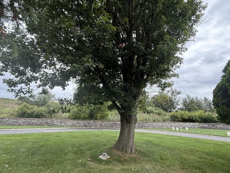Medal of Honor Tree Memorial. Click for full size. Medal of Honor Tree Memorial image. Click for full size.