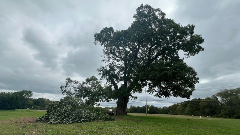 The Keeler Oak 9/29/2026. Click for full size. The Keeler Oak 9/29/2026 image. Click for full size.
