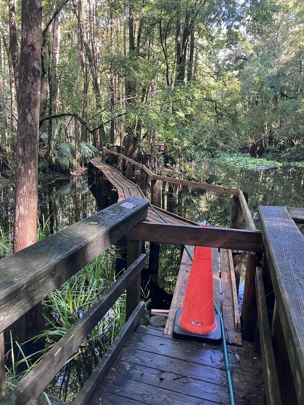 Cypress Swamp Trail Historic Catwalk. Click for full size. Cypress Swamp Trail Historic Catwalk image. Click for full size.