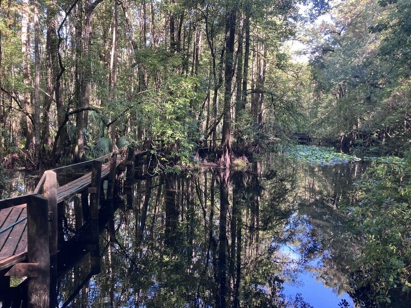 Cypress Swamp Trail Historic Boardwalk. Click for full size. Cypress Swamp Trail Historic Boardwalk image. Click for full size.