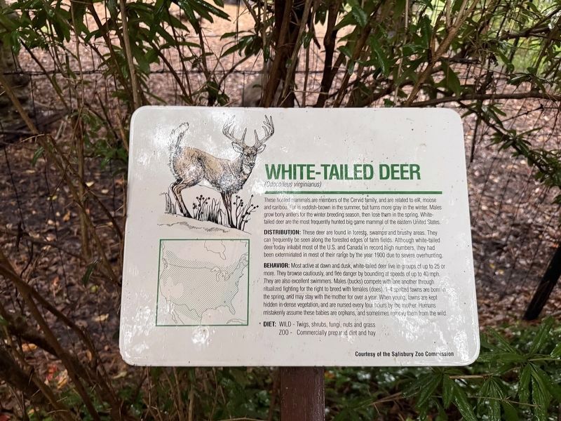 White-Tailed Deer Marker image. Click for full size.