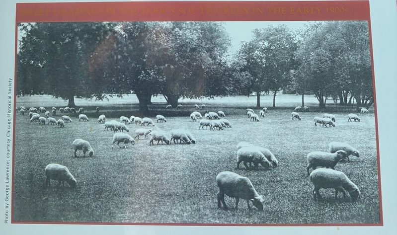 Inset photo of the sheep meadow image. Click for full size.